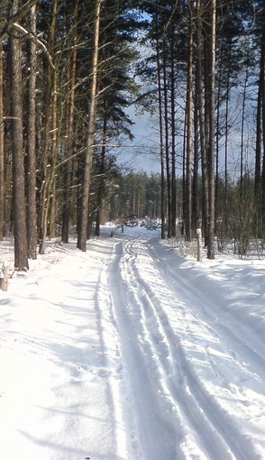 Лыжня(600.510).jpg