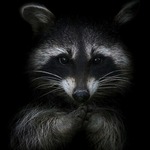 Аватар користувача