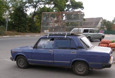 Перелетные птицы.JPG