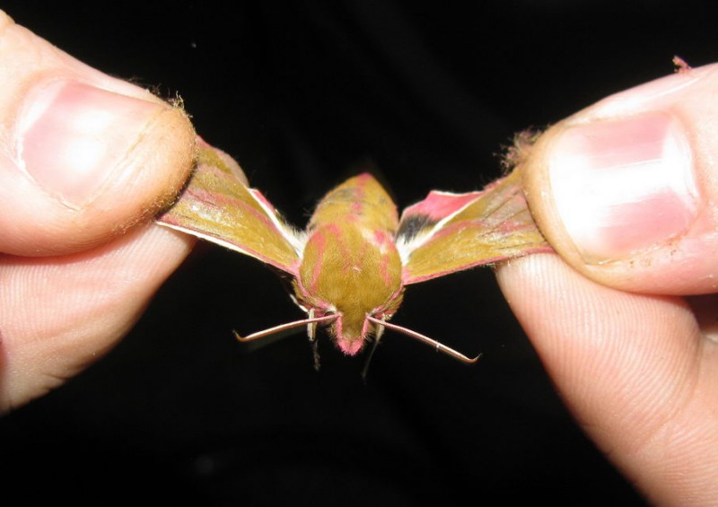 Copy of IMG_5781.jpg