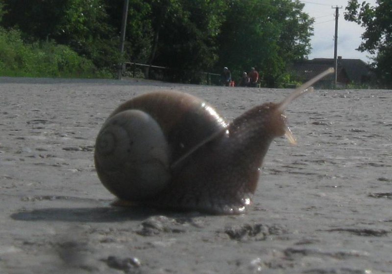 Копия (2) IMG_1960.jpg