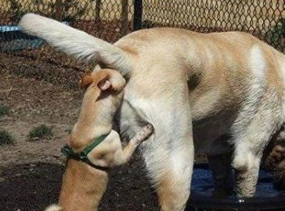 pictures of funny dog-funny photos of dogs 3.jpg