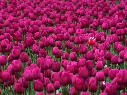 One in a Million, Skagit Valley Tulip Festival, Washington.jpg