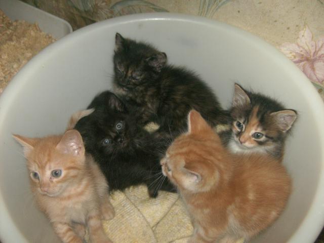 кошенята на сайт.JPG