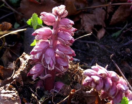 Петров крест.jpeg