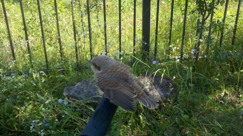 2013-08-04 11.25.55.jpg