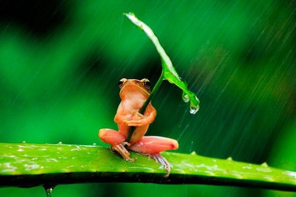 И лягушку, тоже, достал этот дождь....jpg