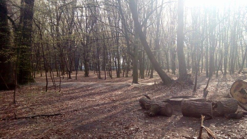 Стартова галявина.jpg